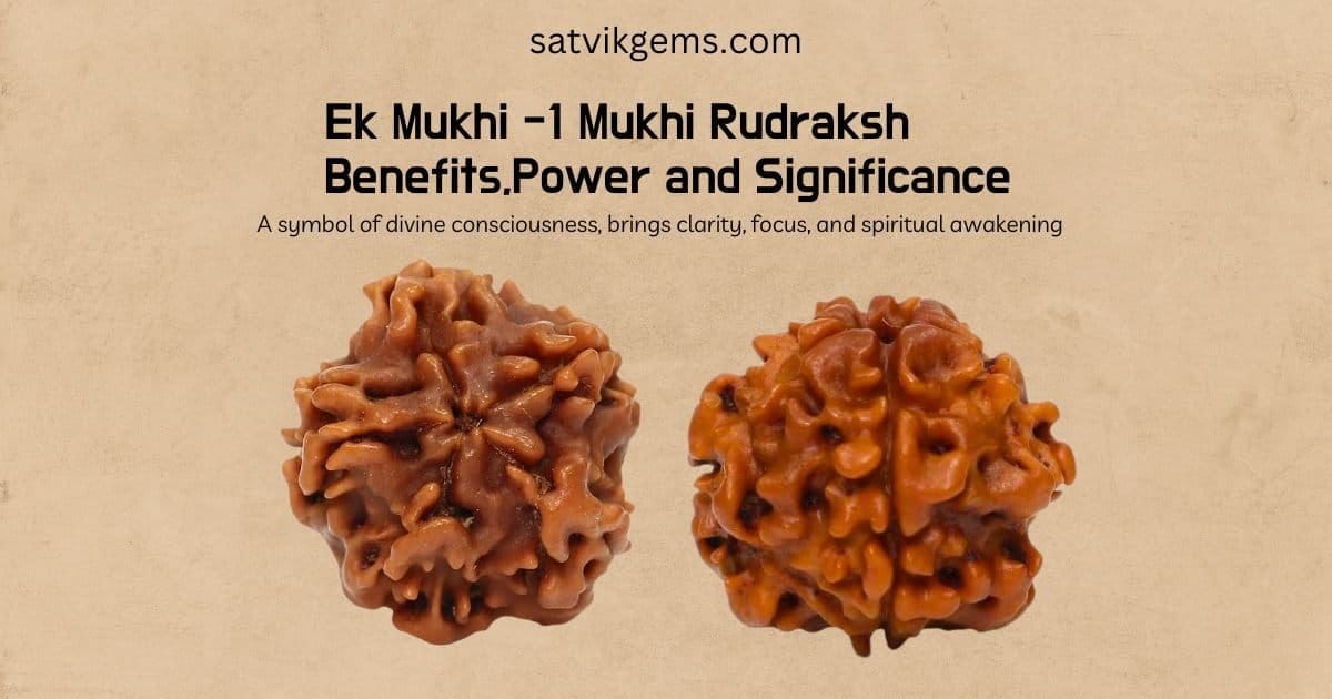 1 mukhi rudraksh benefits showing nepali 1 mukhi rudraksha