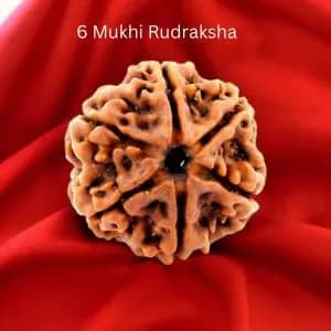 6 Mukhi Rudraksha beads on red cloth
