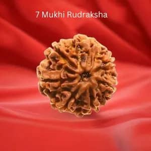 7 Mukhi Rudraksha beads on red cloth